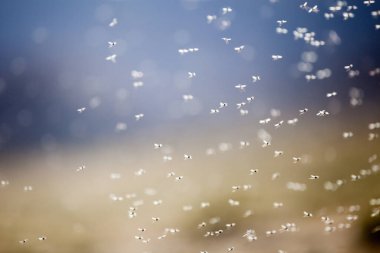 View of thousands of small flies on Lake Bulunkul in Tajikistan clipart