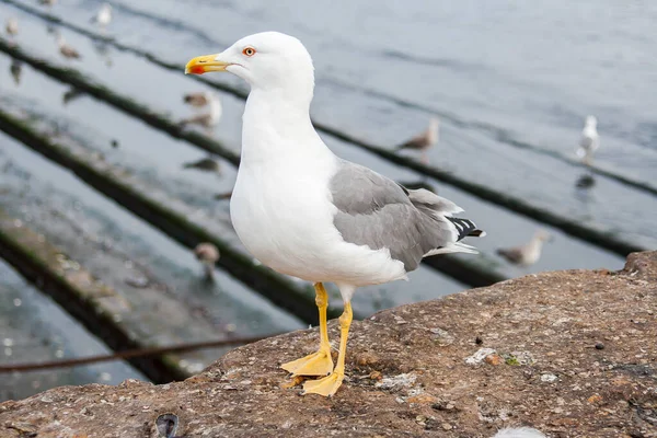 Bird — стоковое фото