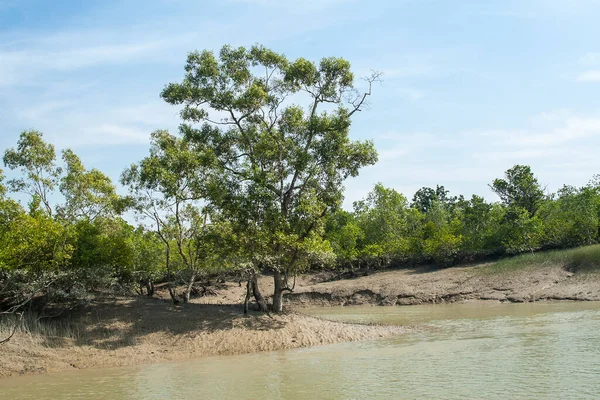 Sundarbans India Circa November 2013 Sundarbans Het Grootste Mangrovebos Ter — Stockfoto