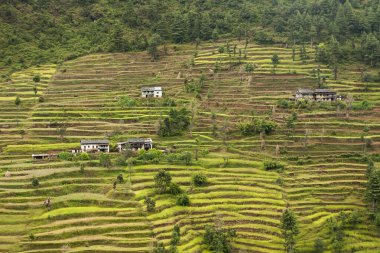 Shivalaya köyü etrafındaki pirinç tarlaları Ekim 2013 'te Shivalaya' da.