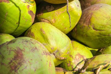 Hindistan cevizi palmiyesinin meyvesi.