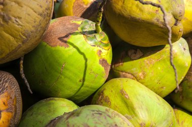 Hindistan cevizi palmiyesinin meyvesi.