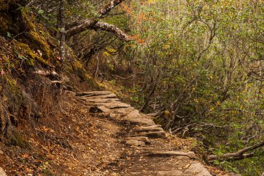 PHORTSE THANGA, NEPAL - CIRCA ECTOBER 2013: Rhododendron Ormanı 4000 m asl üzeri Ekim 2013 'te Phortse Thanga' da.