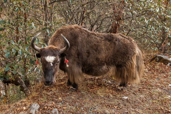 Portse Thanga Nepal Crca Ectober 2013 Yak Ekim 2013 Phortse — Stok fotoğraf