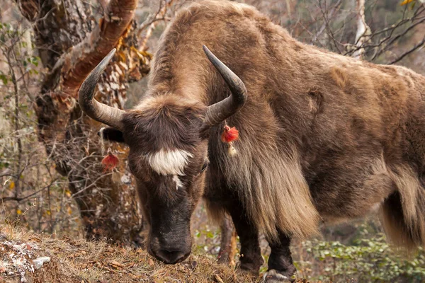 Portse Thanga Nepal Crca Ectober 2013 Yak Ekim 2013 Phortse — Stok fotoğraf