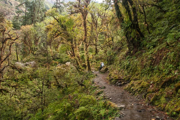 Bupsa Nepal Circa Oktober 2013 Portierer Himalayas Stigar Integrerad Del — Stockfoto