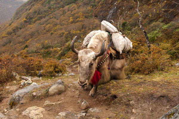 Phortse Thanga Nepal Circa October 2013 牦牛是家养的负重动物 但2013年10月左右在Phortse Thanga产奶和产毛的除外 — 图库照片