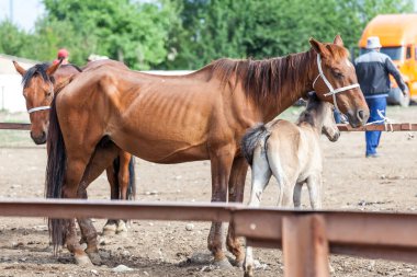 KARAKOL, KYRGYZSTAN - CIRCA HAZİRAN 2017: Karakol 'da haftalık pazar hayvan pazarı Kırgızistan' daki Issyk-Kul Gölü 'nün doğu ucu, 2017 Haziran ayı civarında Karakol' da.