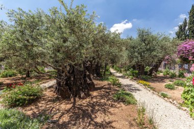 JERUSALEM, ISRAEL - CIRCA MAYIS 2018: Gethsemane 'nin görüntüsü Mayıs 2018' de Kudüs 'te.