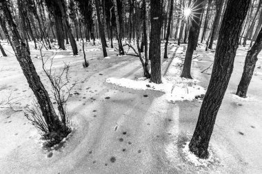 Korkunç kış ormanının güzel manzarası..