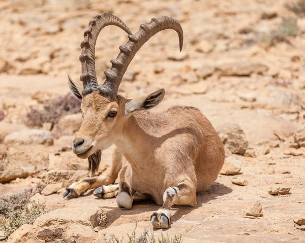 Vista Cabra Ibex Nubia — Foto de Stock