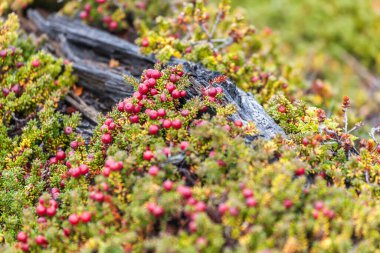 Los Glaciares Ulusal Parkı, El Chalten, Patagonya, Arjantin 'deki orman manzarası.