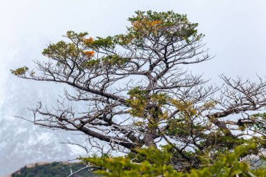 Los Glaciares Ulusal Parkı, El Chalten, Patagonya, Arjantin 'deki orman manzarası.