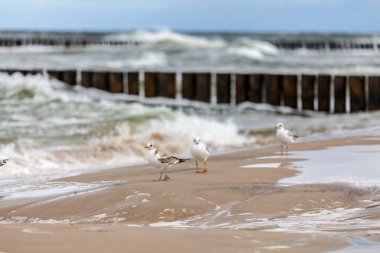 Baltık Denizi 'ndeki doğal ortamda güzel bir martı.
