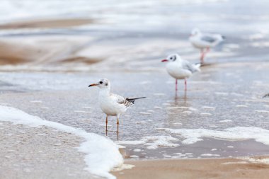 Baltık Denizi 'ndeki doğal ortamda güzel bir martı.
