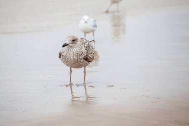 Baltık Denizi 'ndeki doğal ortamda güzel bir martı.