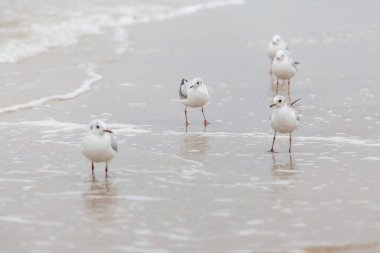 Baltık Denizi 'ndeki doğal ortamda güzel bir martı.