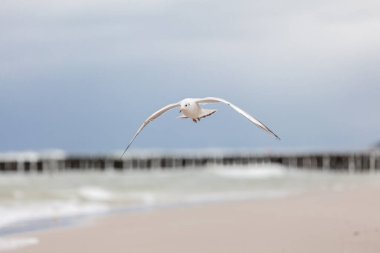 Baltık Denizi 'ndeki doğal ortamda güzel bir martı.