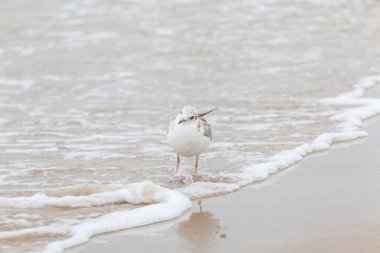Baltık Denizi 'ndeki doğal ortamda güzel bir martı.