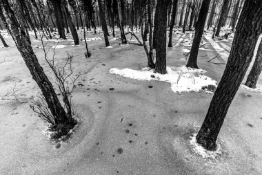 Korkunç kış ormanının güzel manzarası..