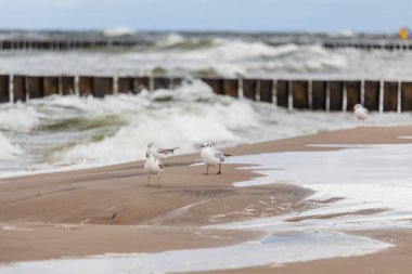 Baltık Denizi 'ndeki doğal ortamda güzel bir martı.