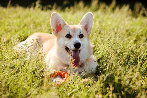 Welsh Corgi Pembroke Pies Spoczywa Zielonym Trawniku Pierścieniem Zabawki — Zdjęcie stockowe
