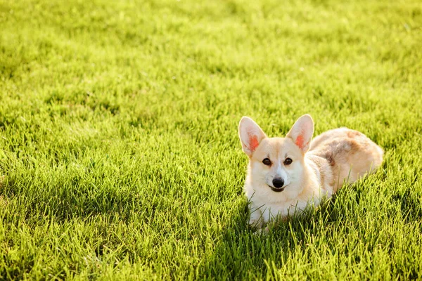 Beautiful Blonde Welsh Corgi Pembroke Dog Resting Green Grass Lawn — Stock Photo, Image