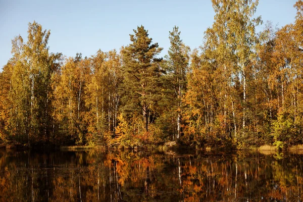 Sonbahar ormanı ve göl, güneşli sonbahar mevsimi, sarı yapraklar.. — Stok fotoğraf