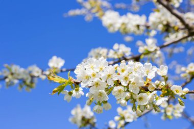 İlkbaharda ağaçlar açar. Bahçede gökyüzüne karşı beyaz çiçekler açar.