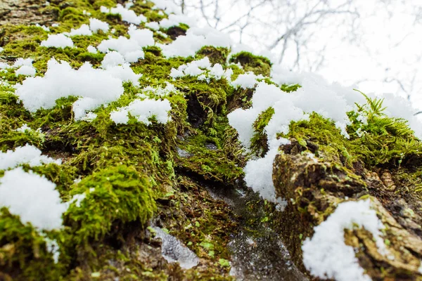 Фон текстуры мха на коре дерева со снегом в яркий зимний день — стоковое фото