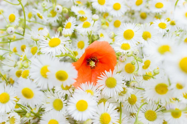 Buquê de margaridas brancas pequenas e uma flor de papoula vermelha brilhante no meio do buquê — Fotografia de Stock