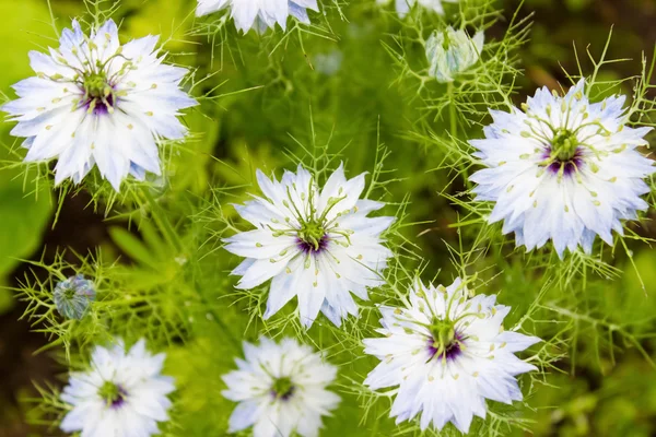 Hermosas flores silvestres de colores que crecen en el prado en el soleado día de verano —  Fotos de Stock