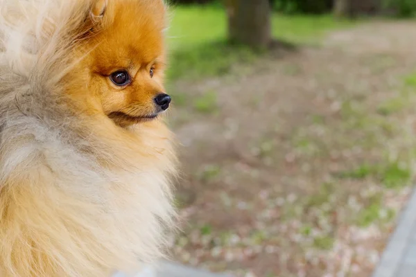 Bonito pouco brincalhão pomeranian cor vermelha — Fotografia de Stock