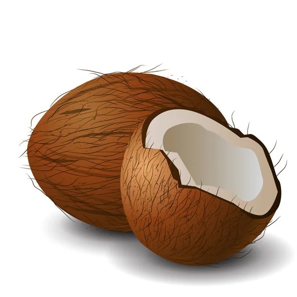 Kokos tropiska mutterfrukten — Stock vektor