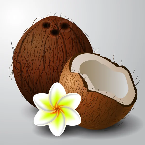 Kokosnuss tropische Nussfrucht — Stockvektor