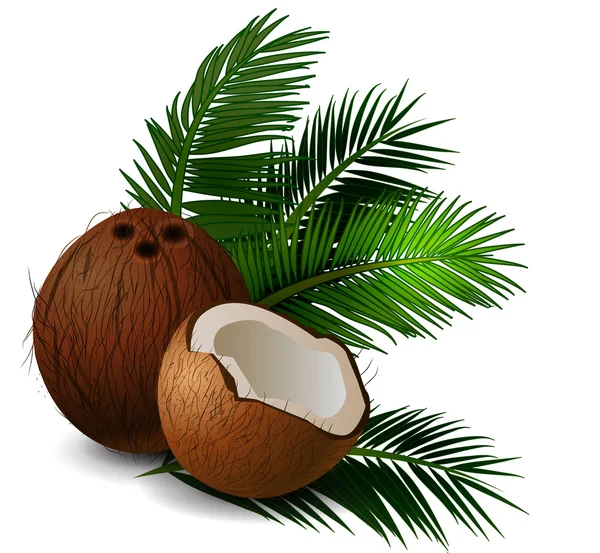 Kokosnuss tropische Nussfrucht — Stockvektor