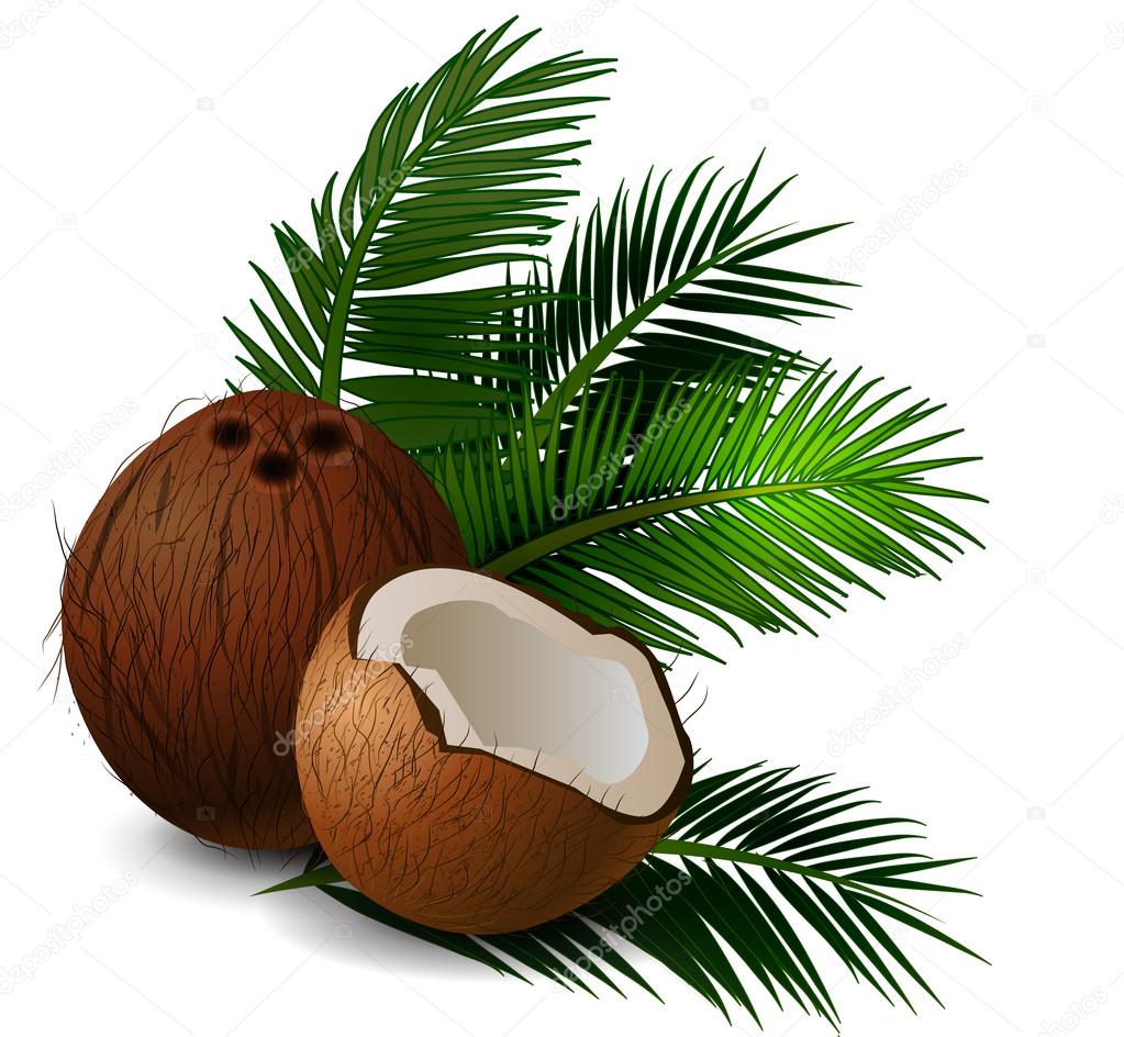 Coconut tropical nut fruit with cut vector illustration isolated white background