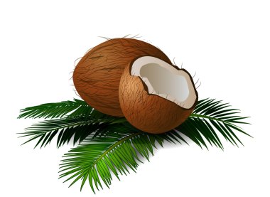 Hindistan cevizi yaprakları ile. vektör çizim.