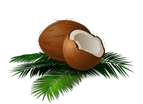 Noix de coco aux feuilles. Illustration vectorielle . — Image vectorielle