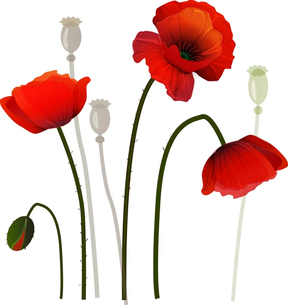 Amapolas — Vector de stock