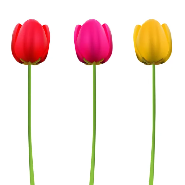 Tulp bloemen — Stockvector