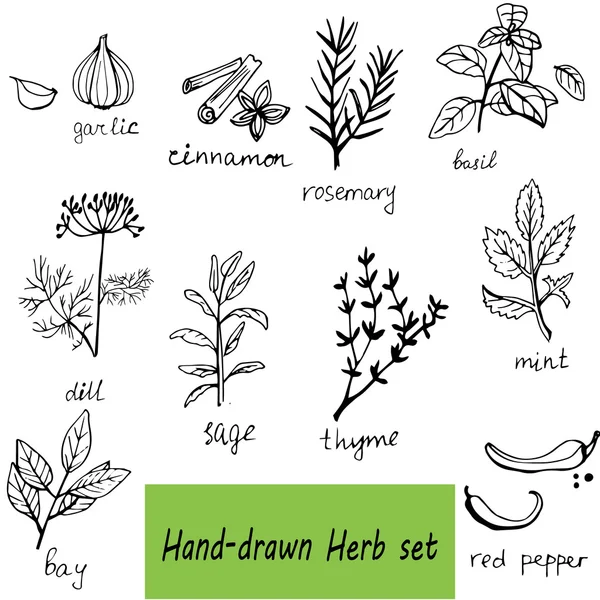 Vector háttér kézzel rajzolt gyógynövények és fűszerek, készlet — Stock Vector