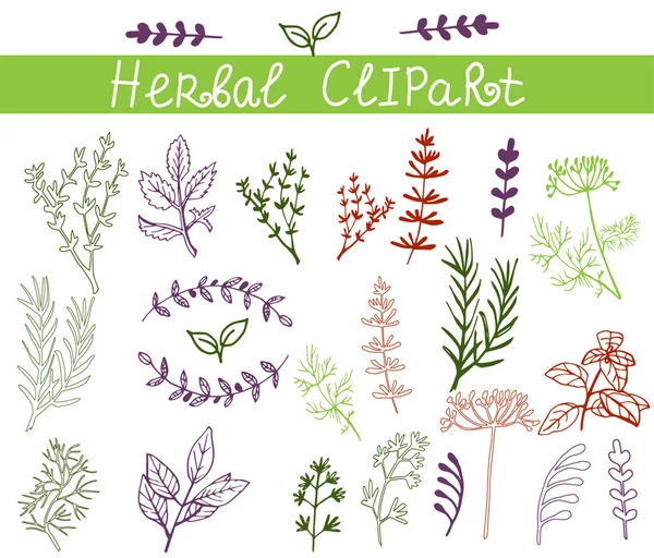 Vector background hand drawn herbs and spices set — Stock Vector