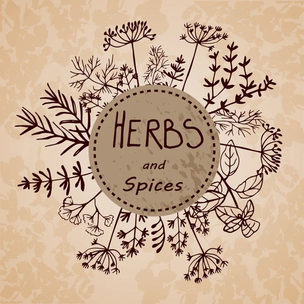 Vector background hand drawn herbs and spices. — Stock Illustration Vector background hand drawn herbs and spices. Royalty Free Stock Vectors