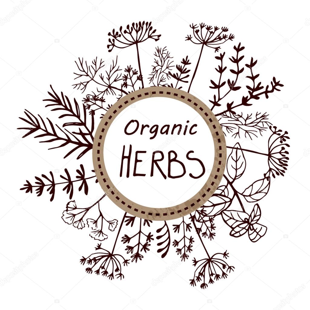 Vector background hand drawn herbs and spices.