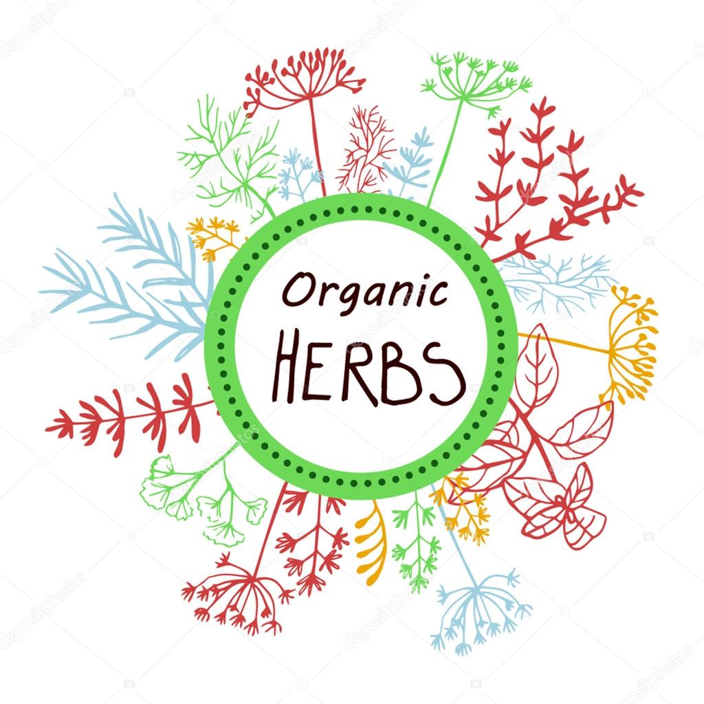 Vector background hand drawn herbs and spices.