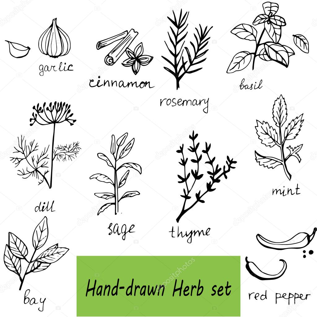 Vector background hand drawn herbs and spices set