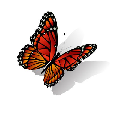 The Monarch butterfly  vector clipart