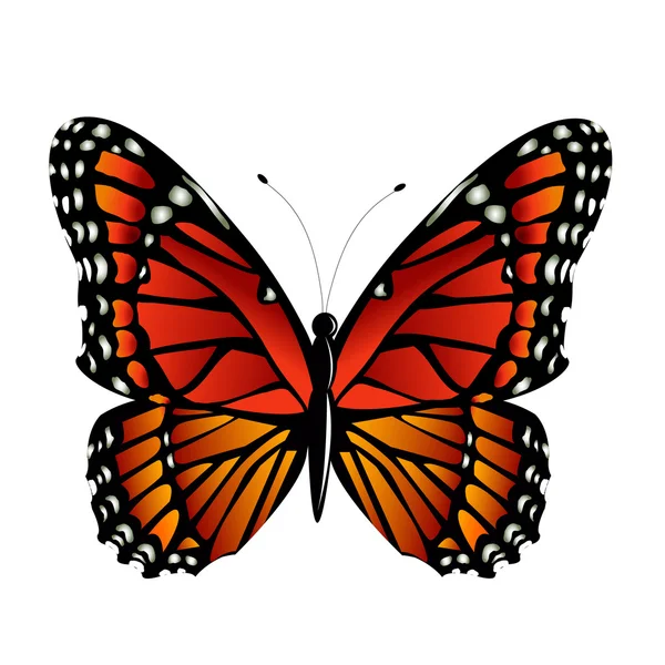 Der Monarch Schmetterling Vektor — Stockvektor
