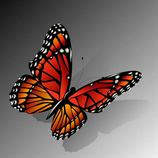 El vector mariposa Monarca — Vector de stock